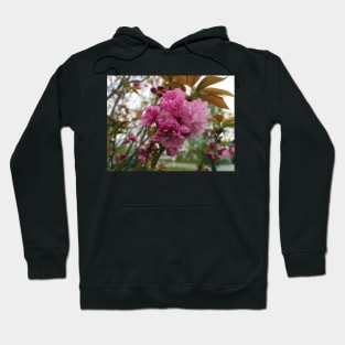 Pink flowers blooming Hoodie